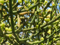 Viscum continuum stems